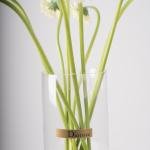 White Gerbera in Clear Vase
