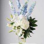 Elegant Delphinium