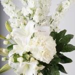 Elegant Delphinium