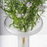 Elegant Aster Blooms