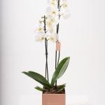 Orchid Elegance