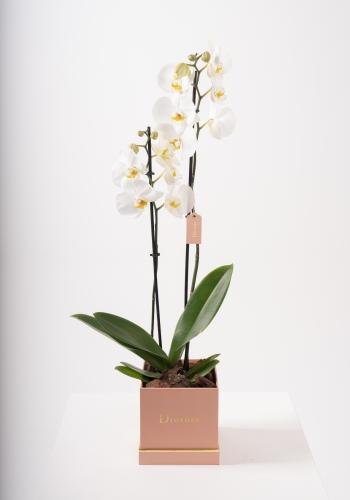 Orchid Elegance