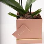 Orchid Elegance