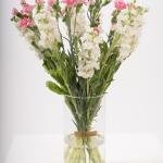 Blooming Spray Carnations and Matthiola White