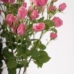 Spray Rose Charm